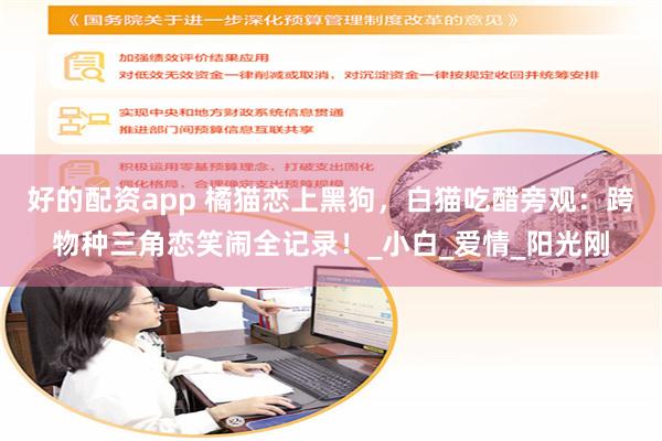 好的配资app 橘猫恋上黑狗，白猫吃醋旁观：跨物种三角恋笑闹全记录！_小白_爱情_阳光刚