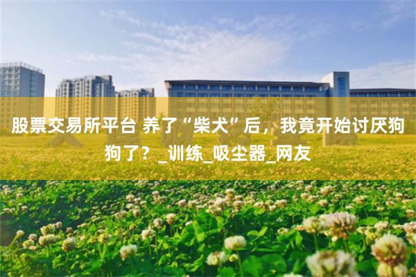 股票交易所平台 养了“柴犬”后，我竟开始讨厌狗狗了？_训练_吸尘器_网友